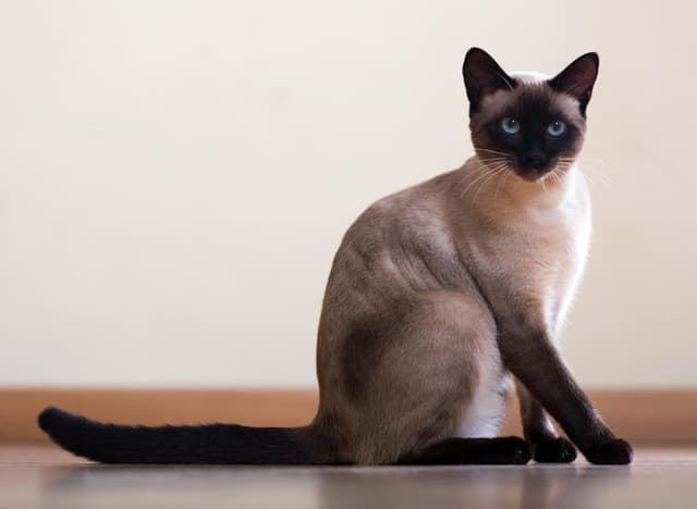 Siamese